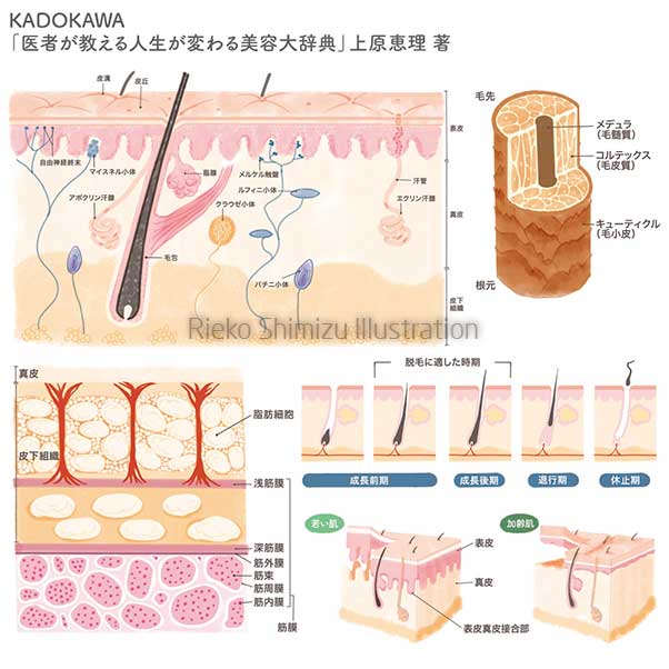 「医者が教える人生が変わる美容大辞典」皮膚構造など挿絵1
