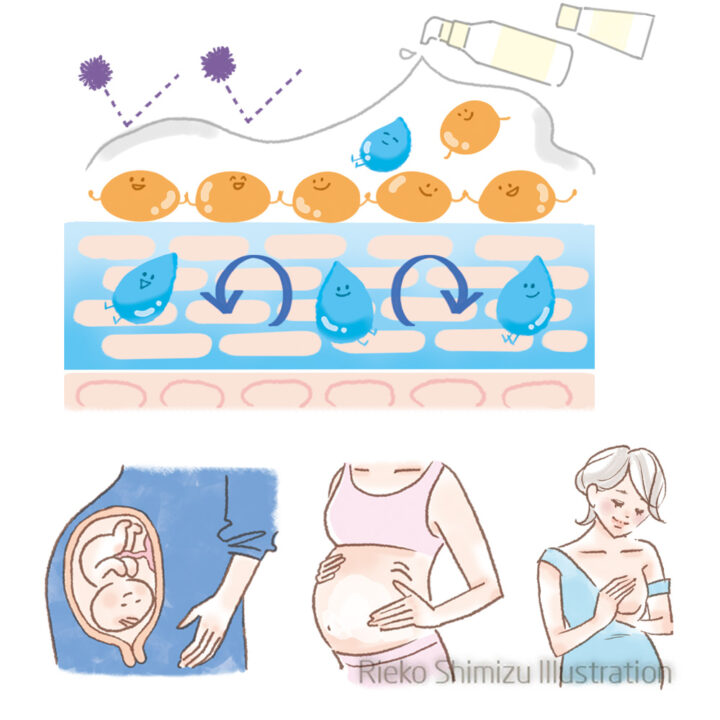 皮膚構造イラスト | 後期のたまごクラブ冬号