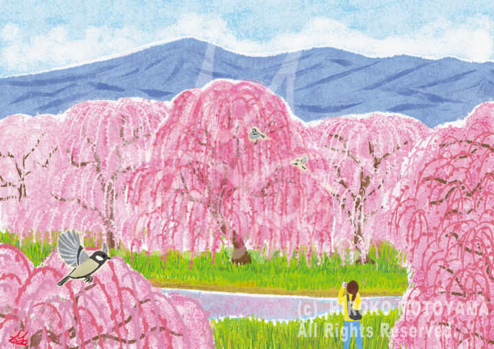 しだれ梅とシジュウカラ｜早春の風景イラスト