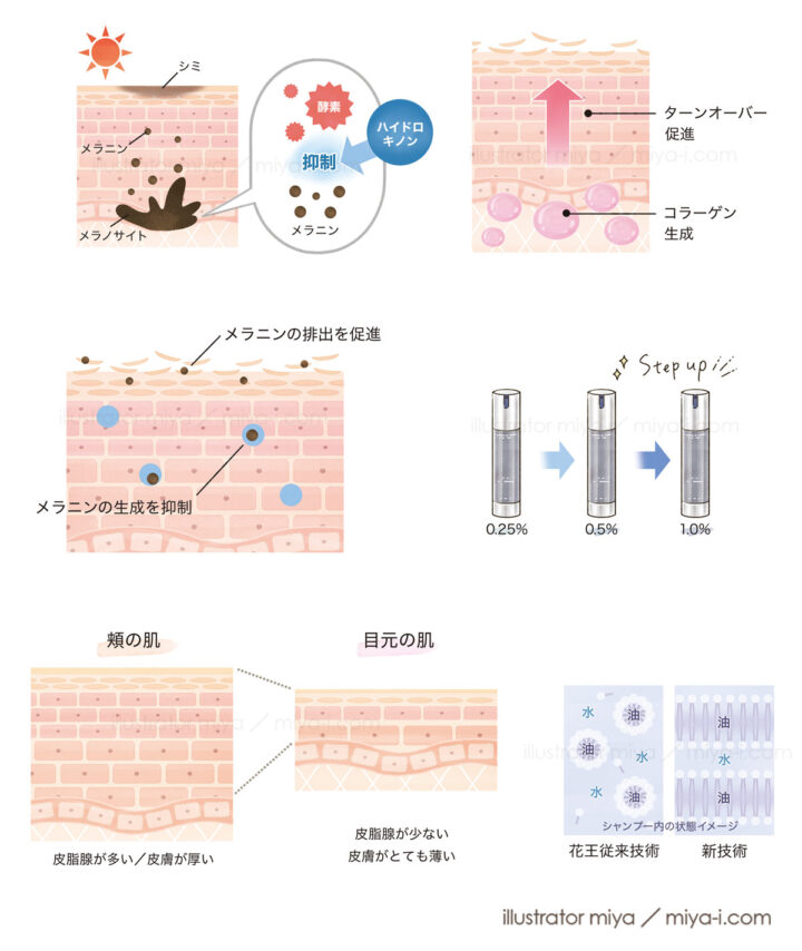 女性・イラスト・可愛い・肌断面図・図解・美容