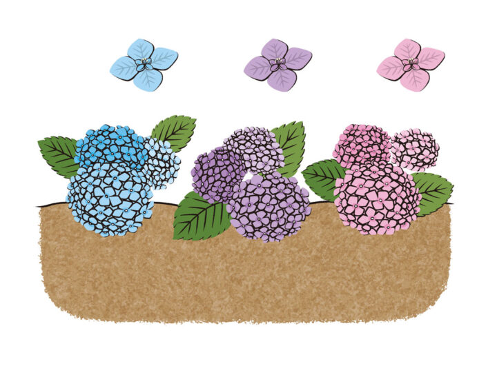 理論社『季節のことば　夏』／アジサイの色のひみつ