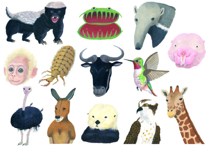 テレビ朝日「アニマルエレジー」