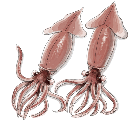 世界文化社　雑誌「へるぱる」カットイラスト