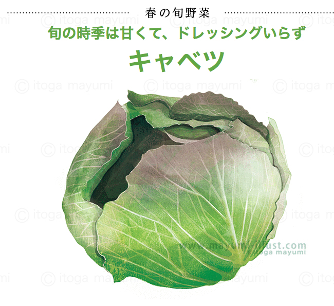 持田ヘルスケア様Simple+3月号の野菜イラストーキャベツ