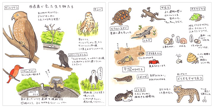 西表島の動物