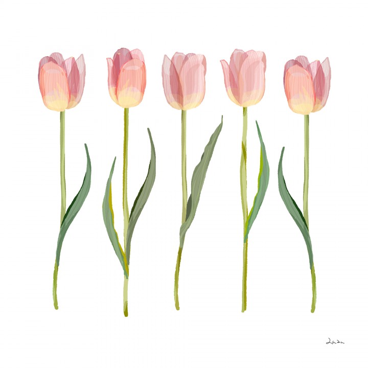 tulip(original)