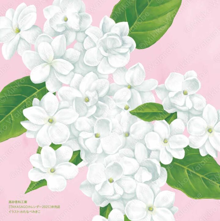 花・植物（ジャスミン） | 企業カレンダー