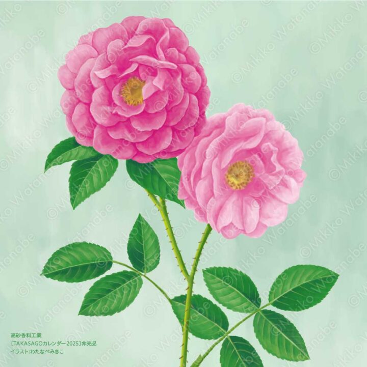 花・植物（ダマスクローズ） | 企業カレンダー