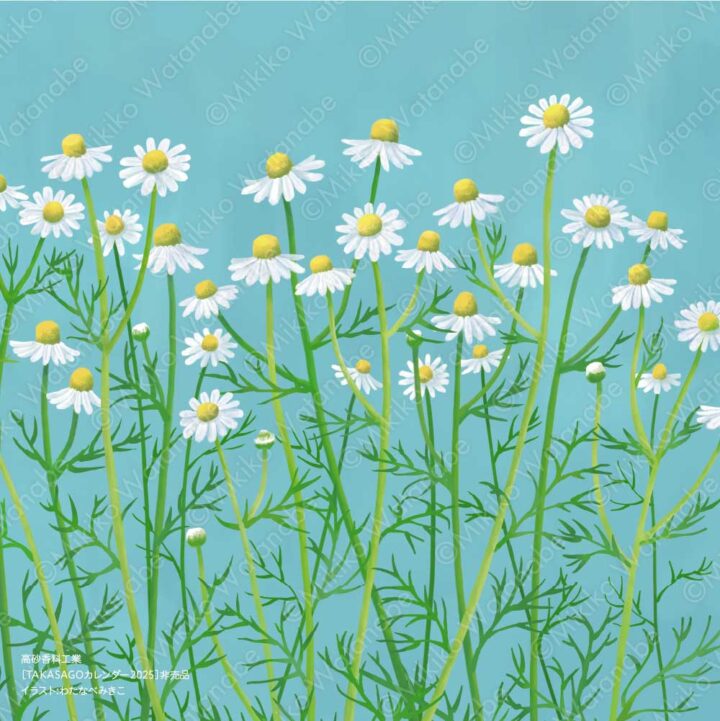 花・植物（カモミール） | 企業カレンダー