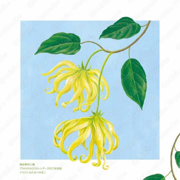 花・植物（イランイラン）のイラスト