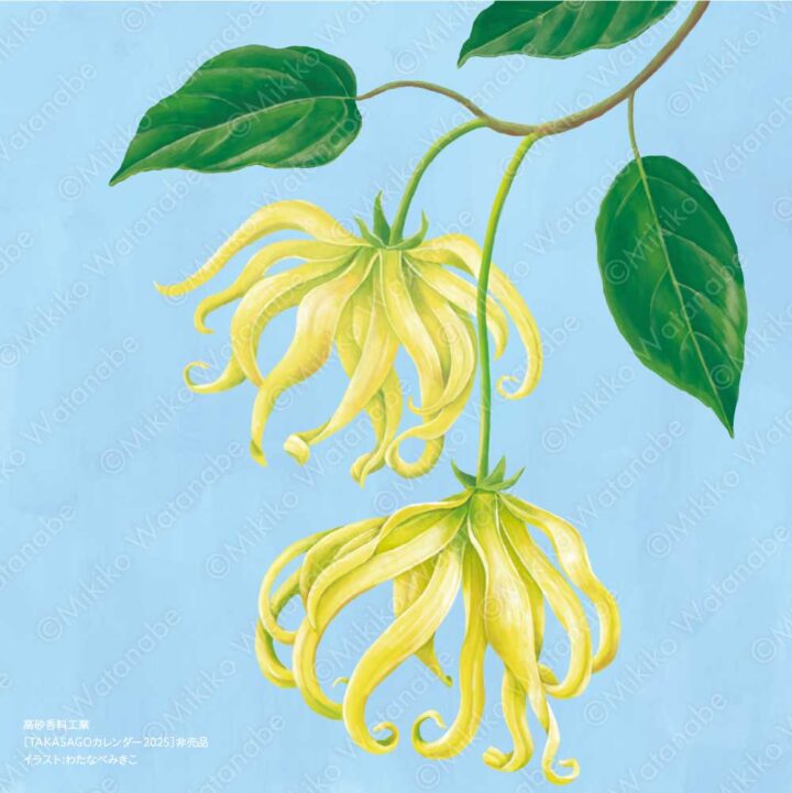 花・植物（イランイラン） | 企業カレンダー