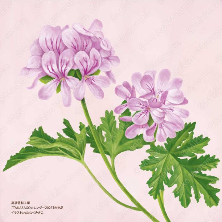 花・植物（ローズゼラニウム） | 企業カレンダー