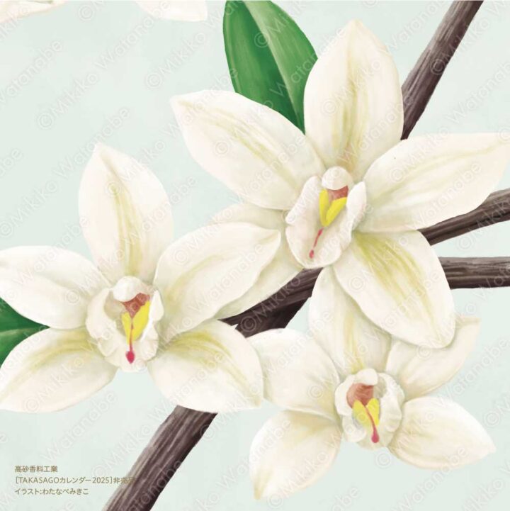 花・植物（バニラ） | 企業カレンダー