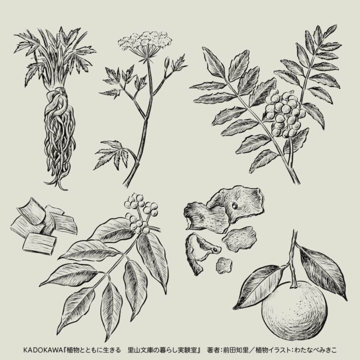 モノクロペン画風のボタニカル(植物)イラスト