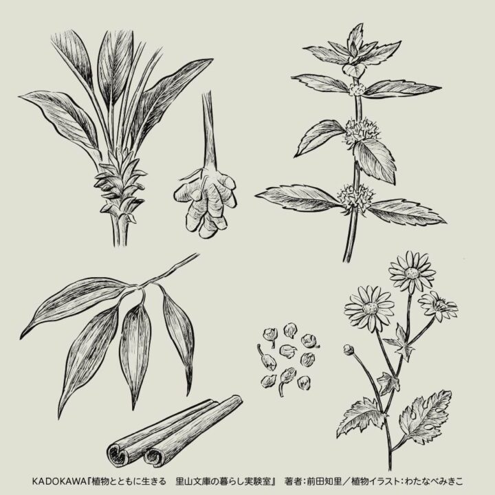 モノクロペン画風のボタニカル(植物)イラスト