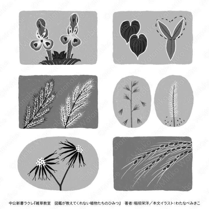 モノクロシンプル植物図解イラスト