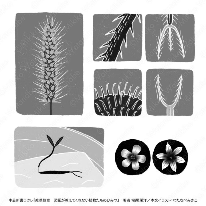 モノクロシンプル植物図解イラスト