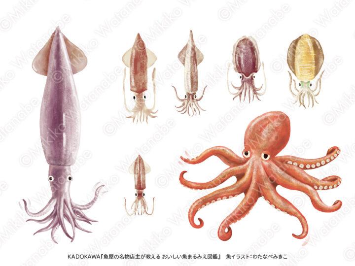 イカとタコ | 手描きリアル系 生き物