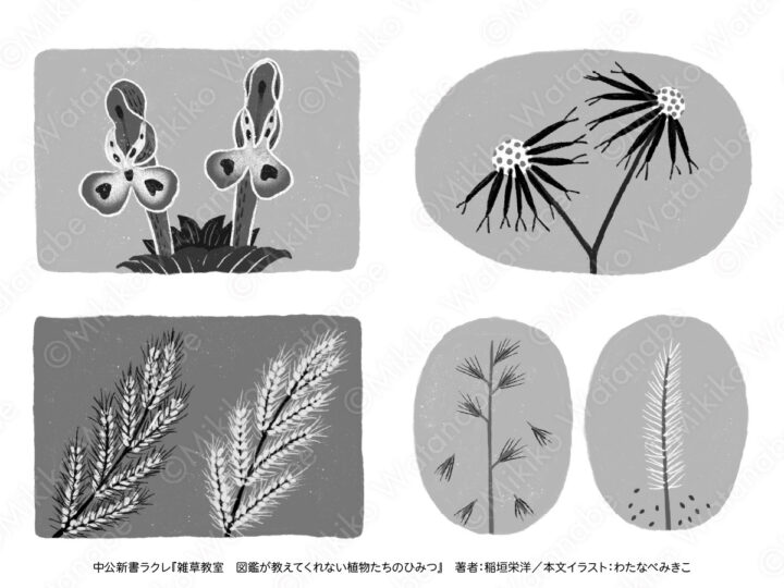 モノクロ シンプル植物 | 書籍『雑草教室』
