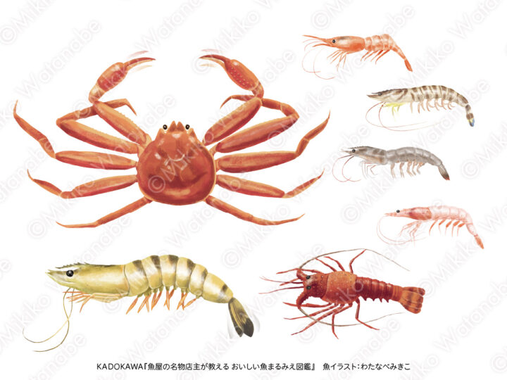 カニとエビのイラスト