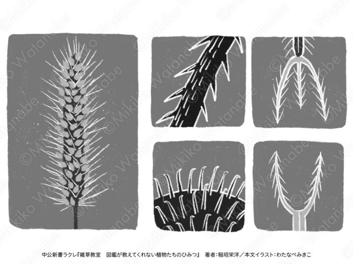 モノクロ シンプル植物 | 書籍『雑草教室』