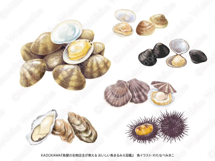 貝、ウニのイラスト