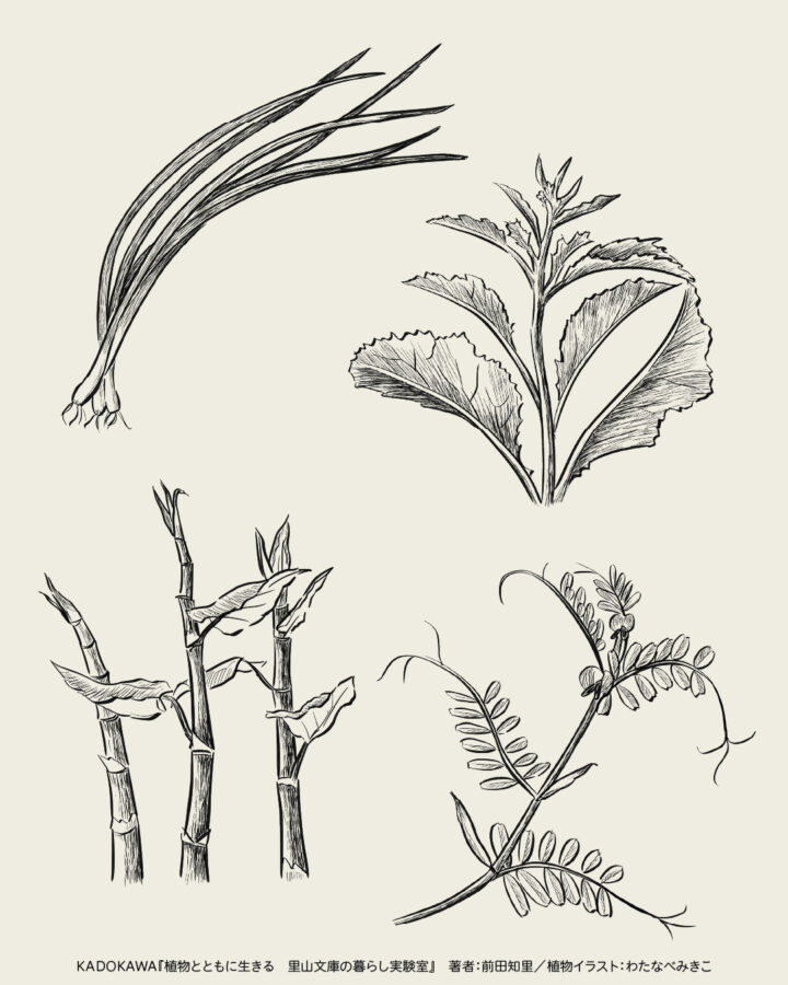 モノクロペン画風のボタニカル(植物)イラスト