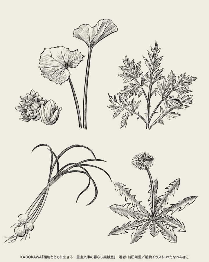 モノクロペン画風のボタニカル(植物)イラスト