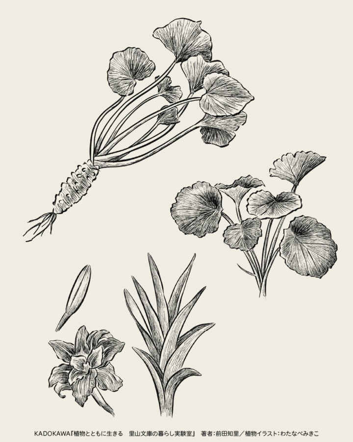 モノクロペン画風のボタニカル(植物)イラスト