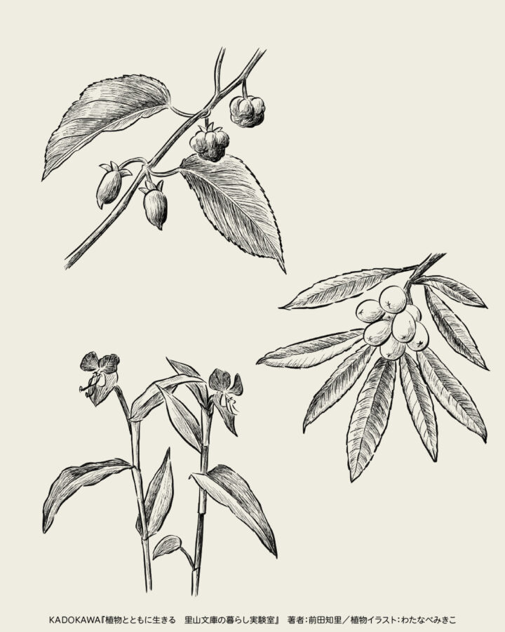 モノクロペン画風のボタニカル(植物)イラスト