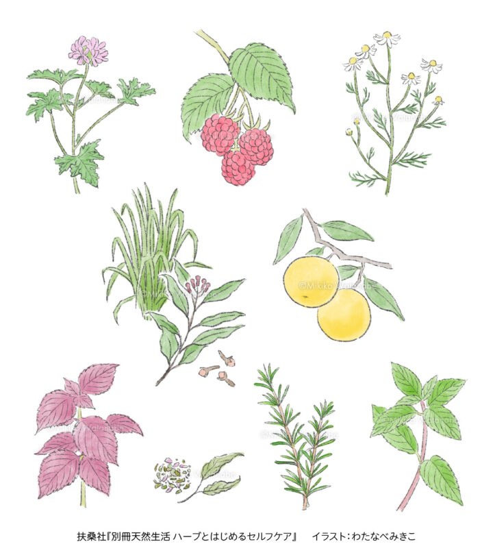 植物イラスト『別冊 天然生活 ハーブとはじめるセルフケア』