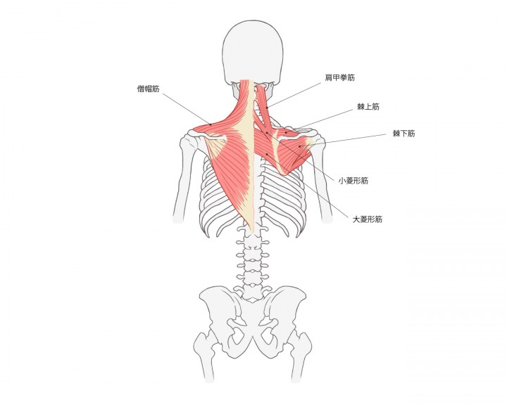 肩・首周りの骨格筋(医療・看護系イラスト)
