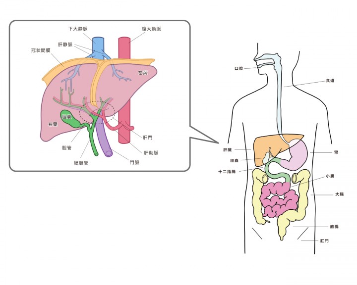 肝臓・消化器の解剖(医療・看護系イラスト)