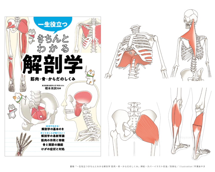 〈カバー・挿絵〉書籍「一生役立つきちんとわかる解剖学 筋肉・骨・からだのしくみ」