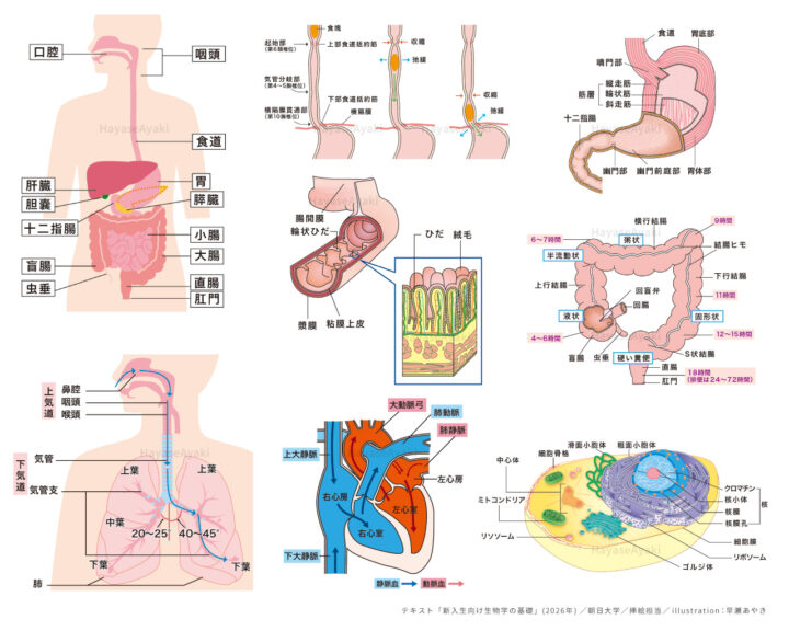 〈挿絵〉大学テキスト「新入生向け生物学の基礎」