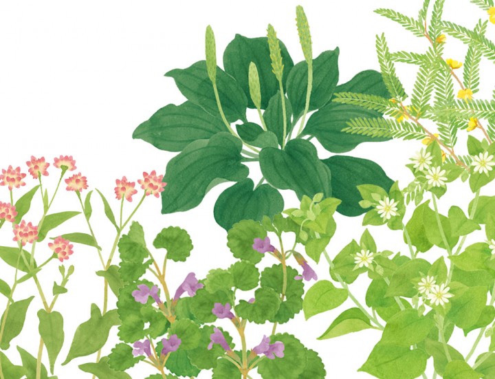 「手づくり野草茶レシピ」植物イラスト