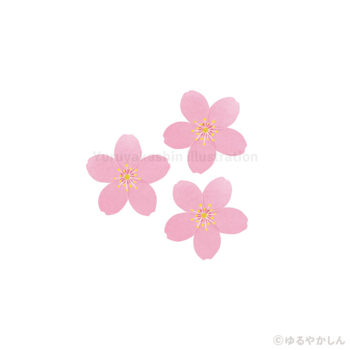 桜を見に行きました
