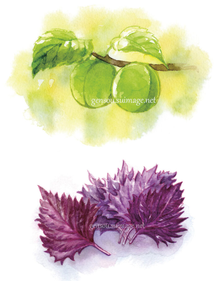 季節の食材（初夏）梅・紫蘇