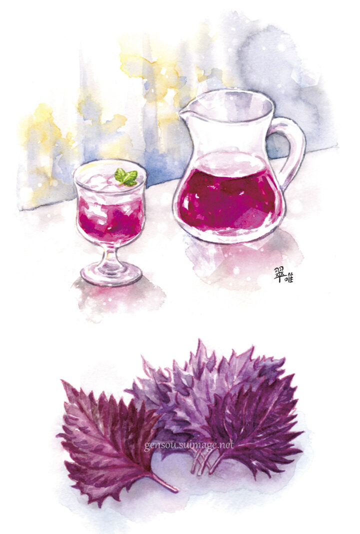 「食べもの通信」7月号「シソジュース」挿絵制作