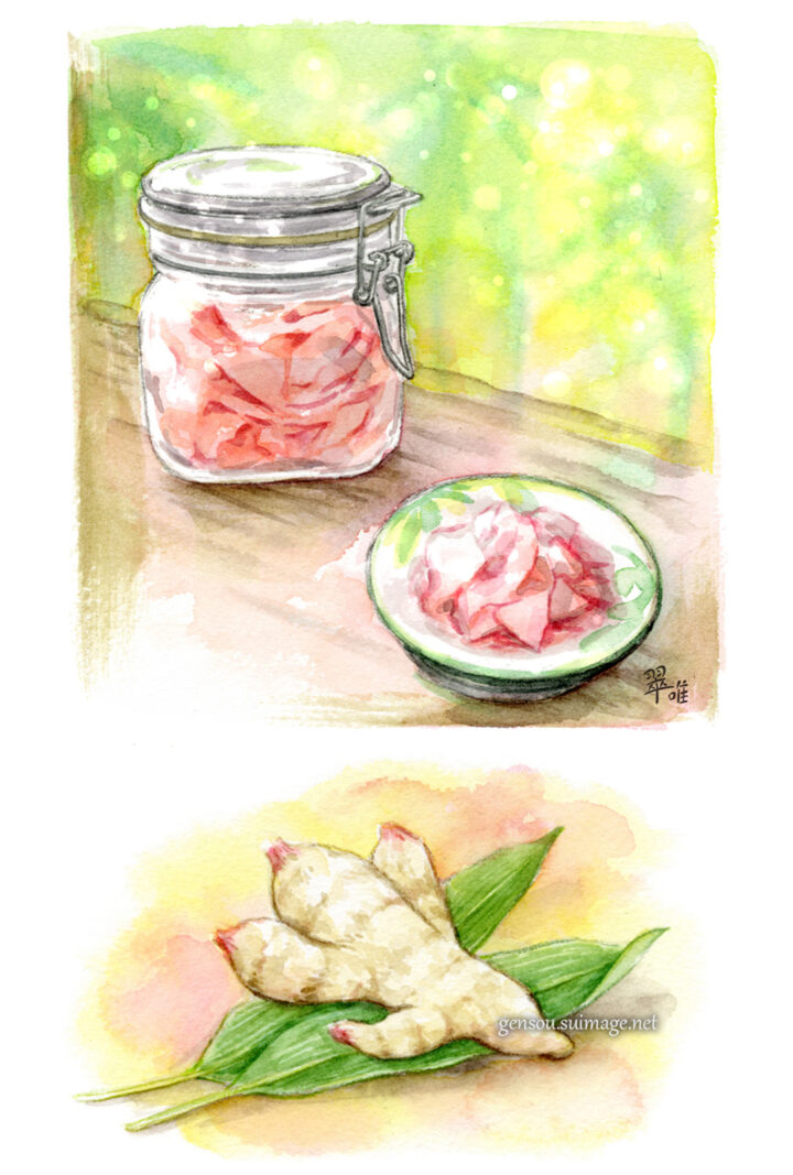 「食べもの通信」８月号「新生姜とガリ」挿絵制作