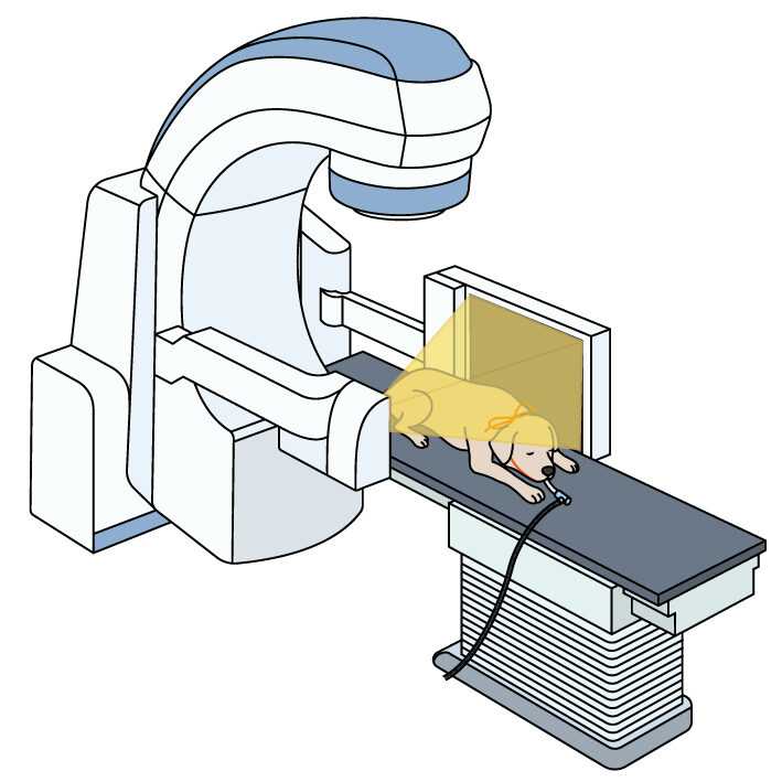 EDUWARD Press　小動物外科専門誌『SURGEON175』本文一部イラスト