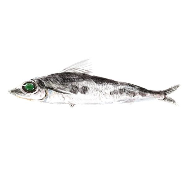 Original:ふくしま常磐もの図鑑えほん「じょうばんものいただきます」の中から、『メヒカリ』。