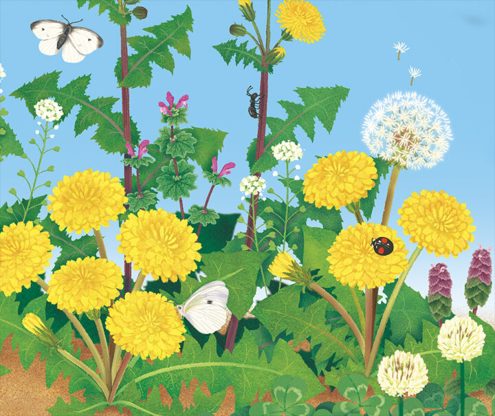 ☆決算☆ジャッキーマリーヴォーグ「チーターカブ」3号大,オリジナル　人気絵柄 キンダーブック3 25年4月号(フレーベル館) - イラストレーターズ通信