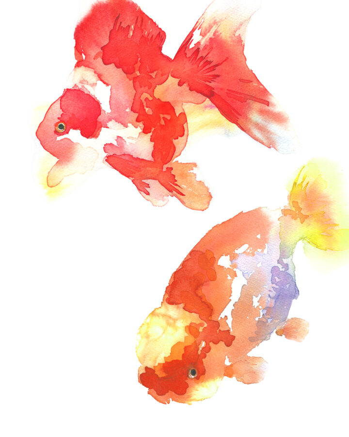 金魚のイラスト