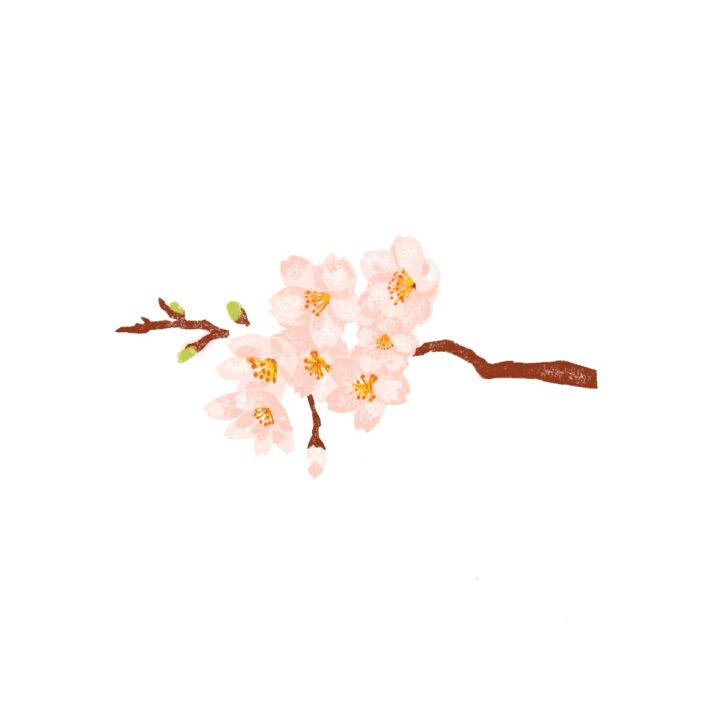 さくら（original)