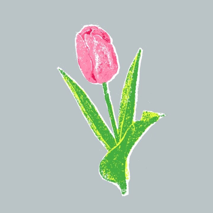 チューリップ（original)