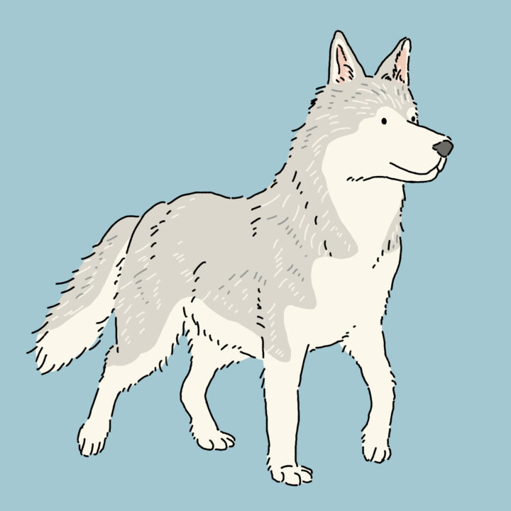 シベリアンハスキー