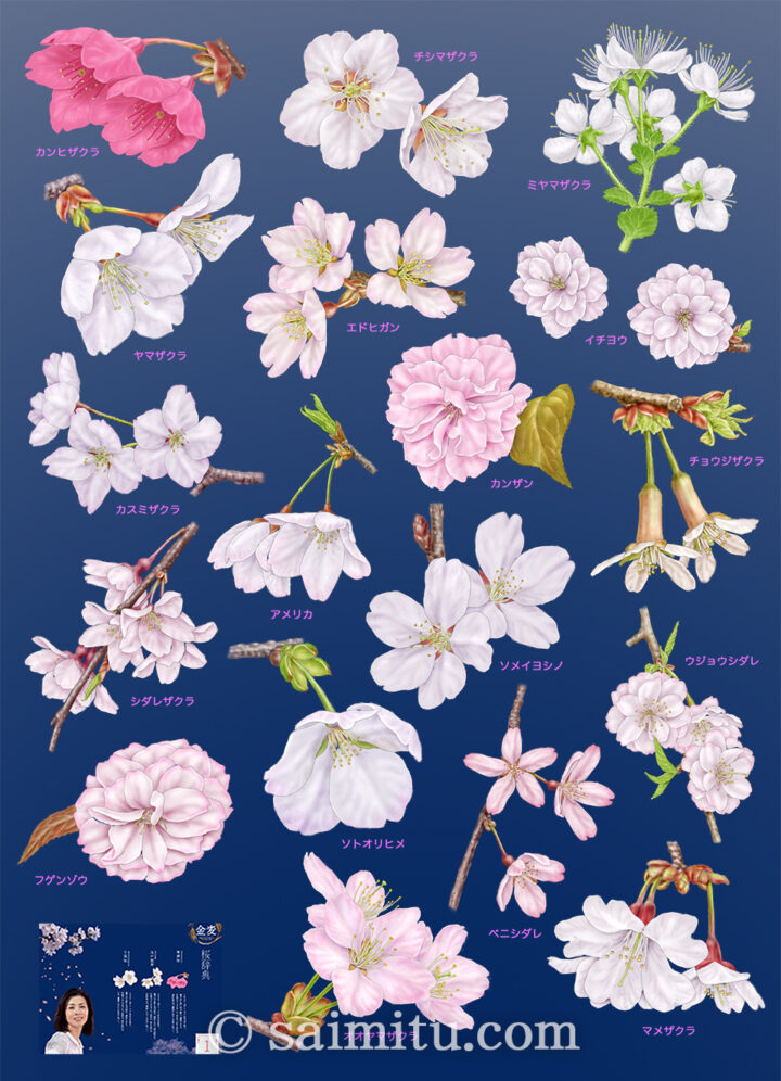 桜の花17種