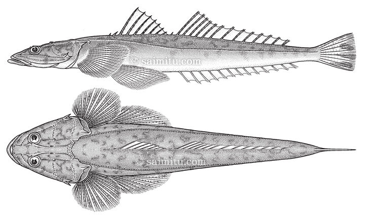 現代おさかな事典 第二版