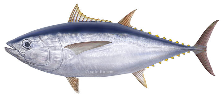 マグロと背比べ